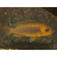 Iodotropheus Sprengerae